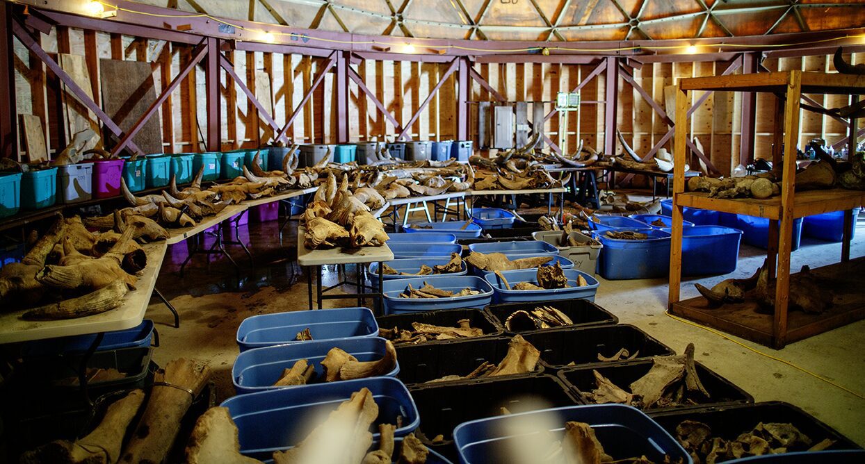 Reeves Family Collection at the Boneyard Alaska, a collection of bones from the discovery in the permafrost at Boneyard Alaska representing the animals living in the mega fauna during the Last Ice Age in Alaska.
