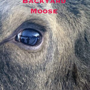 My Alaskan Backyard Moose